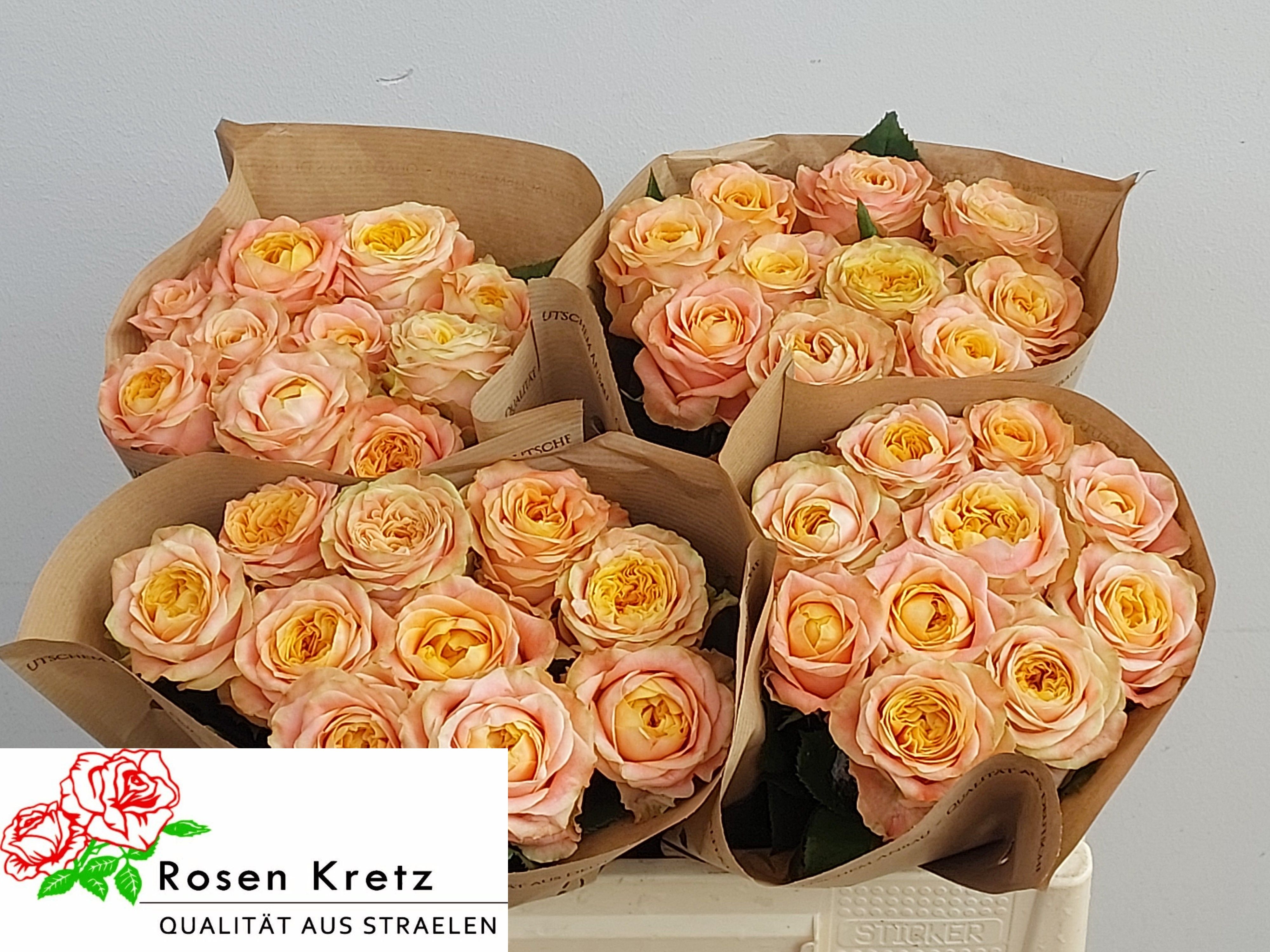 R Gr Peach Funky+