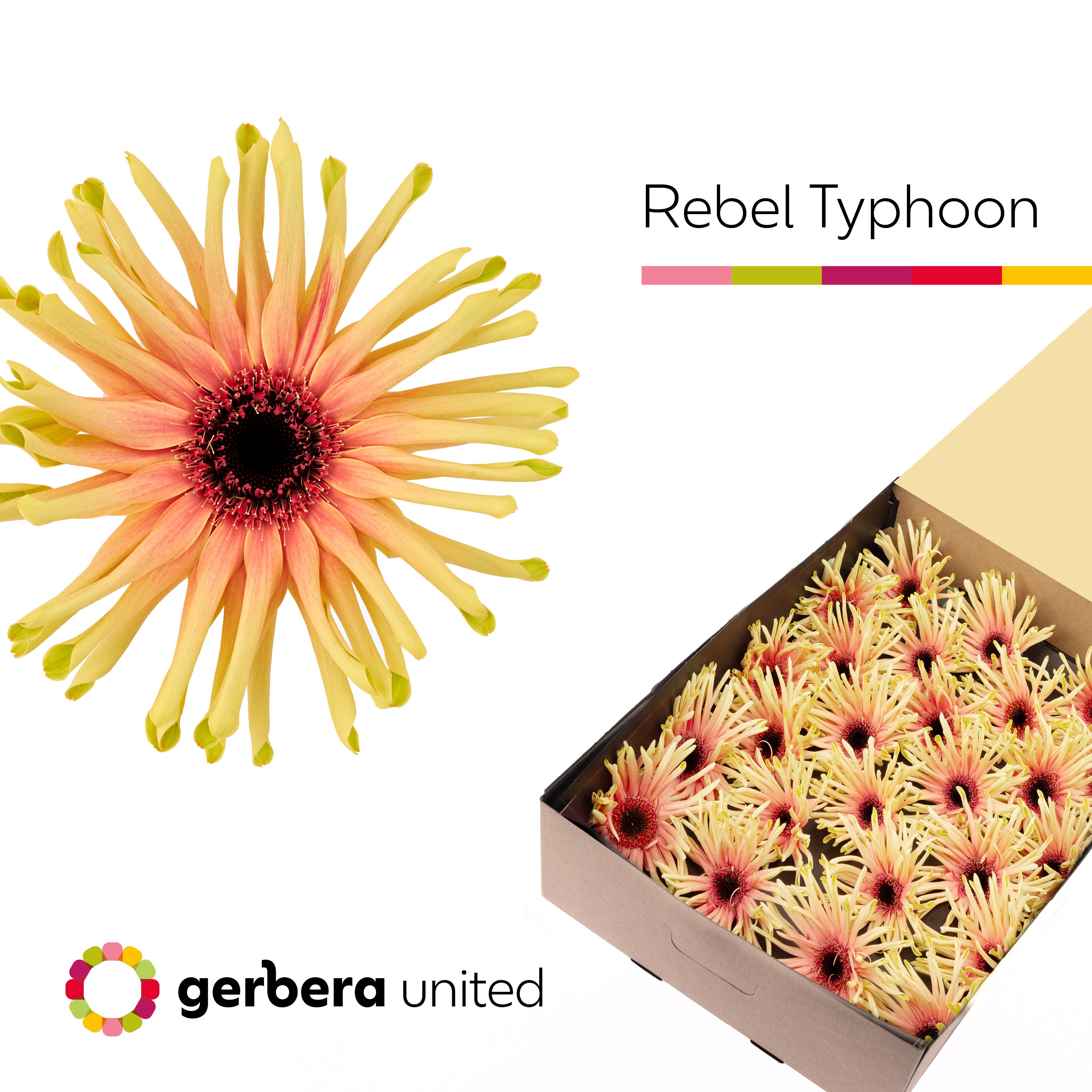 Gerbera Pasta Rebel Typhoon Doos