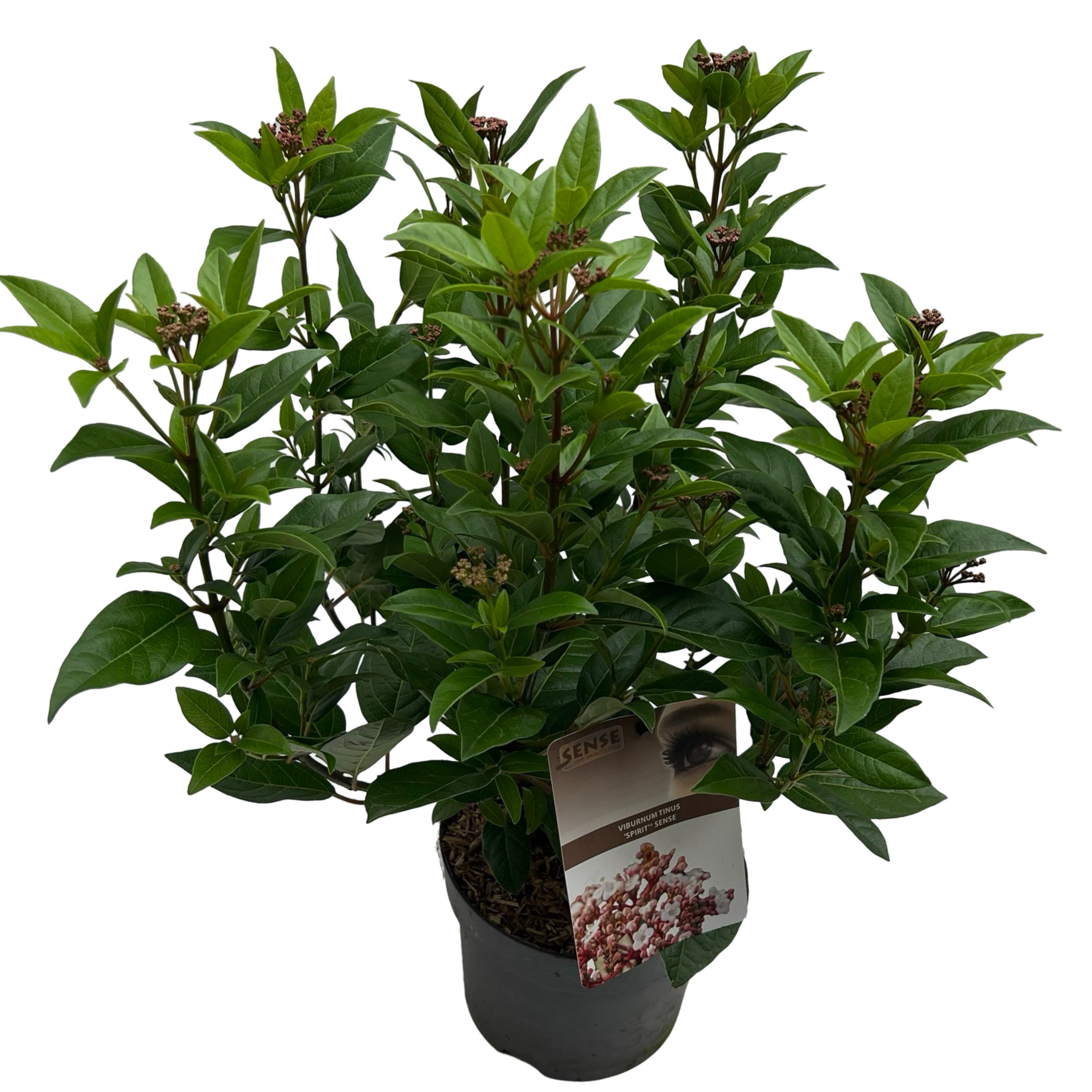 Picture of Viburnum tinus Spirit sense, P17 (2 Ltr)