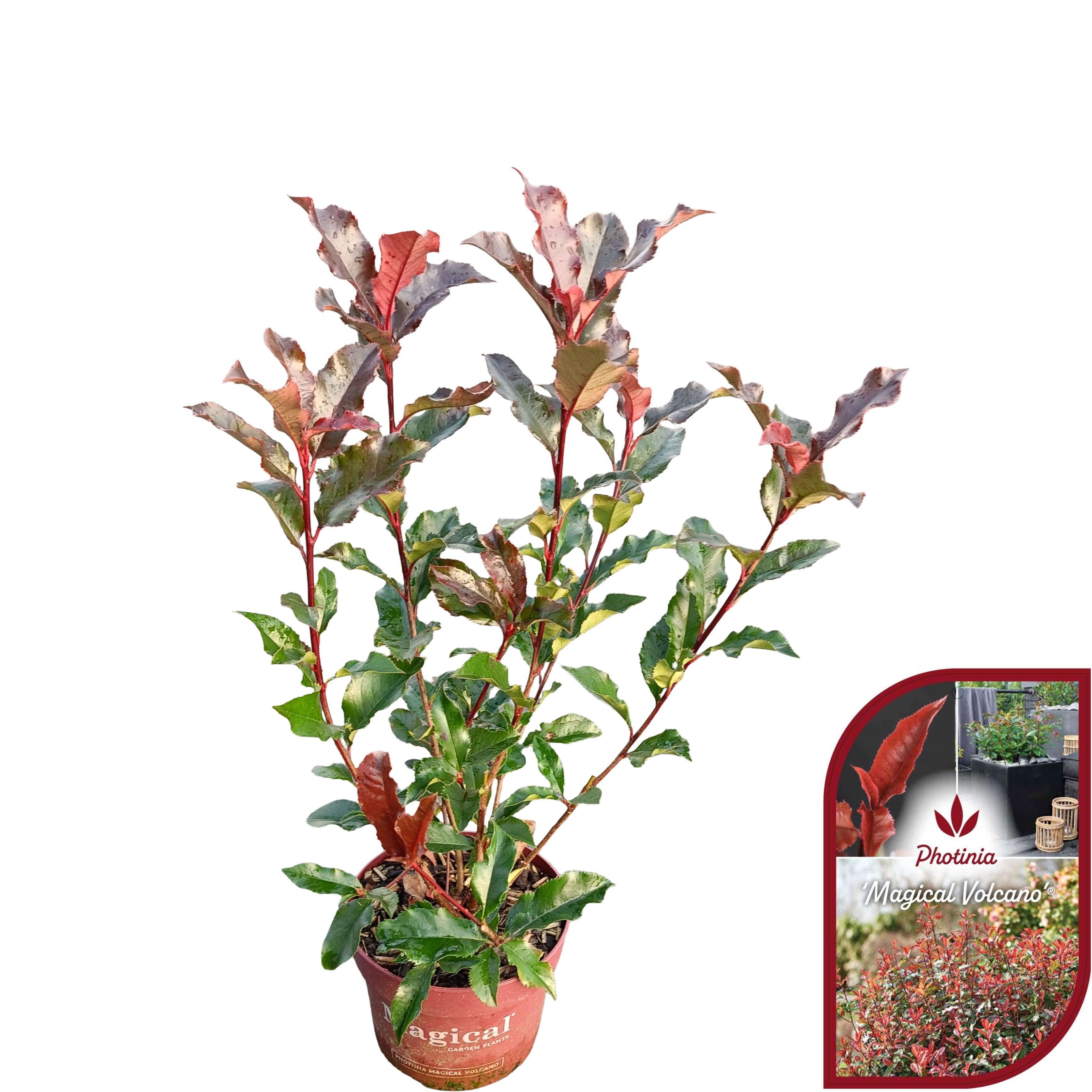 Picture of Photinia fraseri 'Magical Volcano'® C2