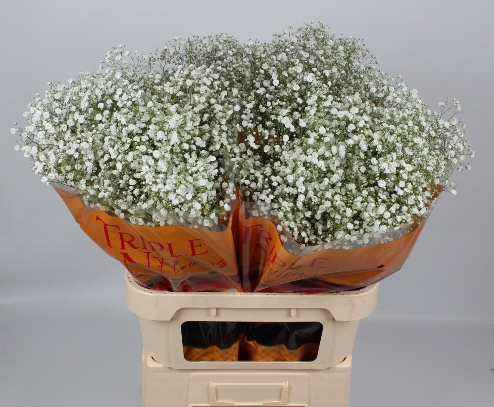 Gypsophila Xlence White 80cm 20gram