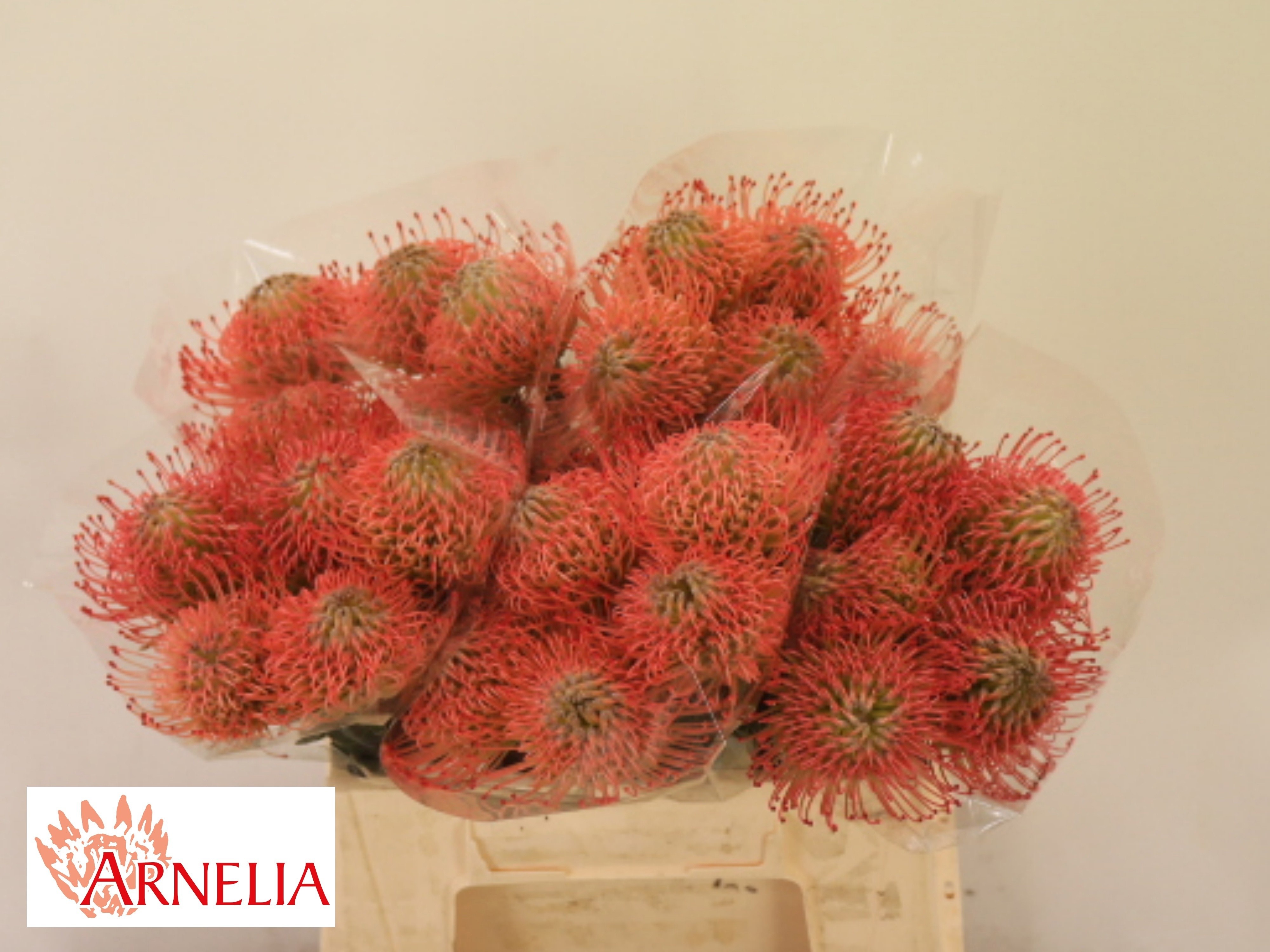 Leuco Ayoba Pink 40cm