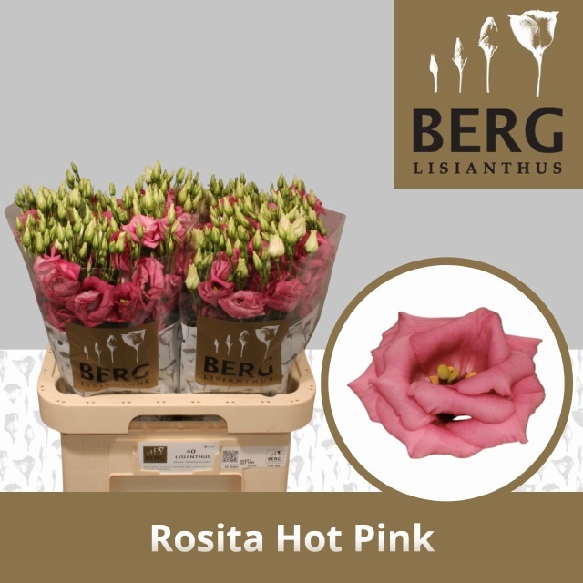 Eus G Rosi Hot Pink