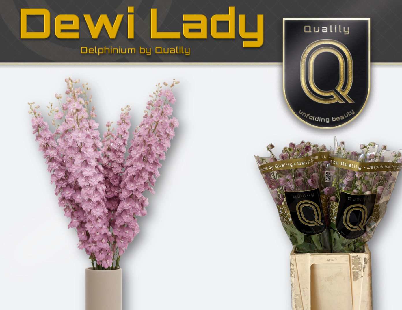 Delph El Dewi Lady