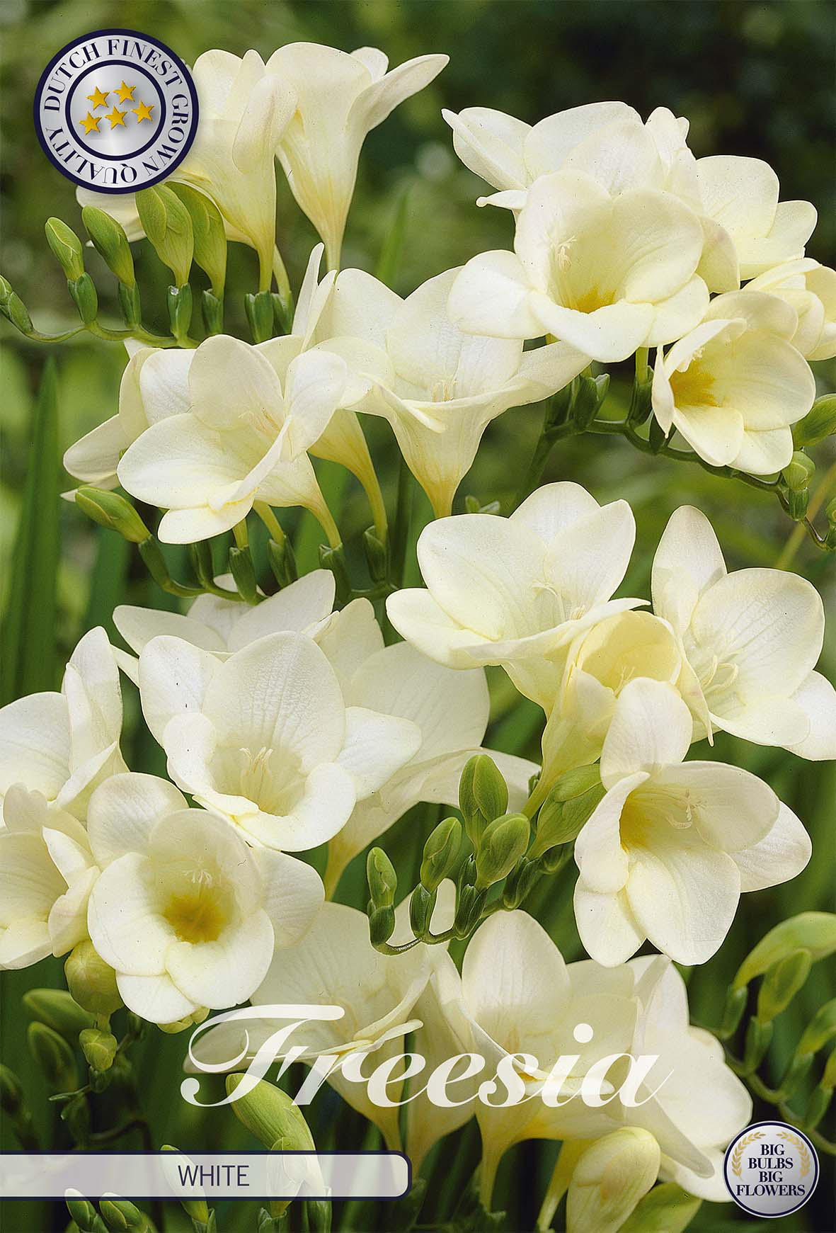 Freesia Single White x15 5/6