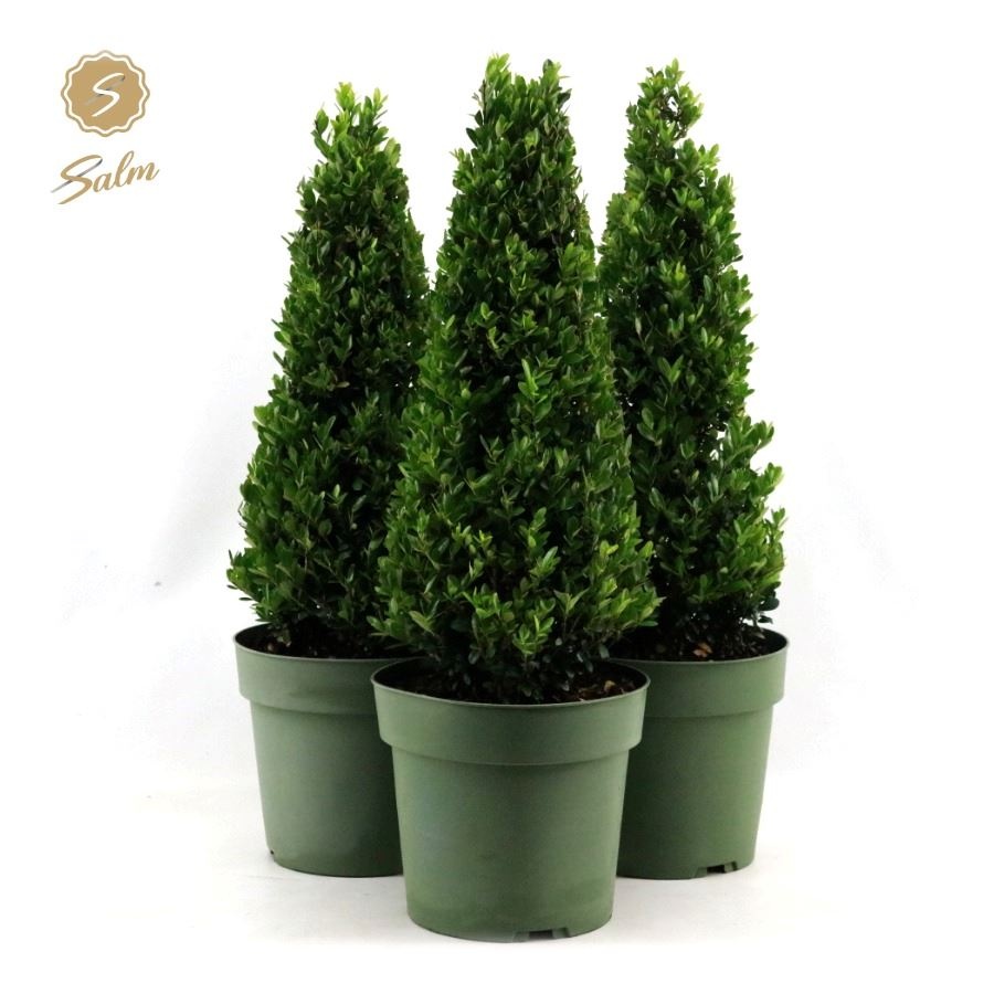 Picture of Ilex crenata 'Jenny'® Pyramid 55cm P21