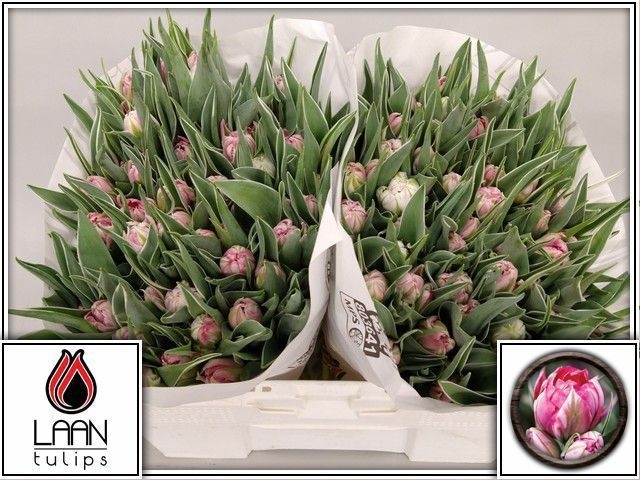 Tulipa Double Flash Point 33cm 34gram