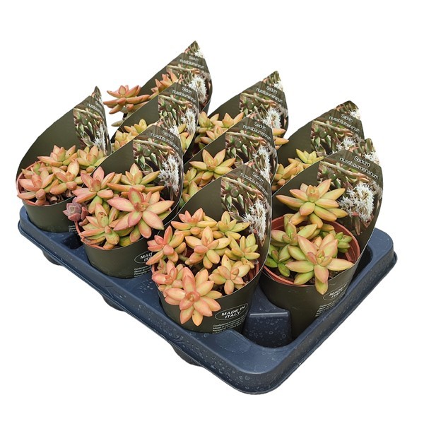 Sedum Nussbaumerianum Potcover