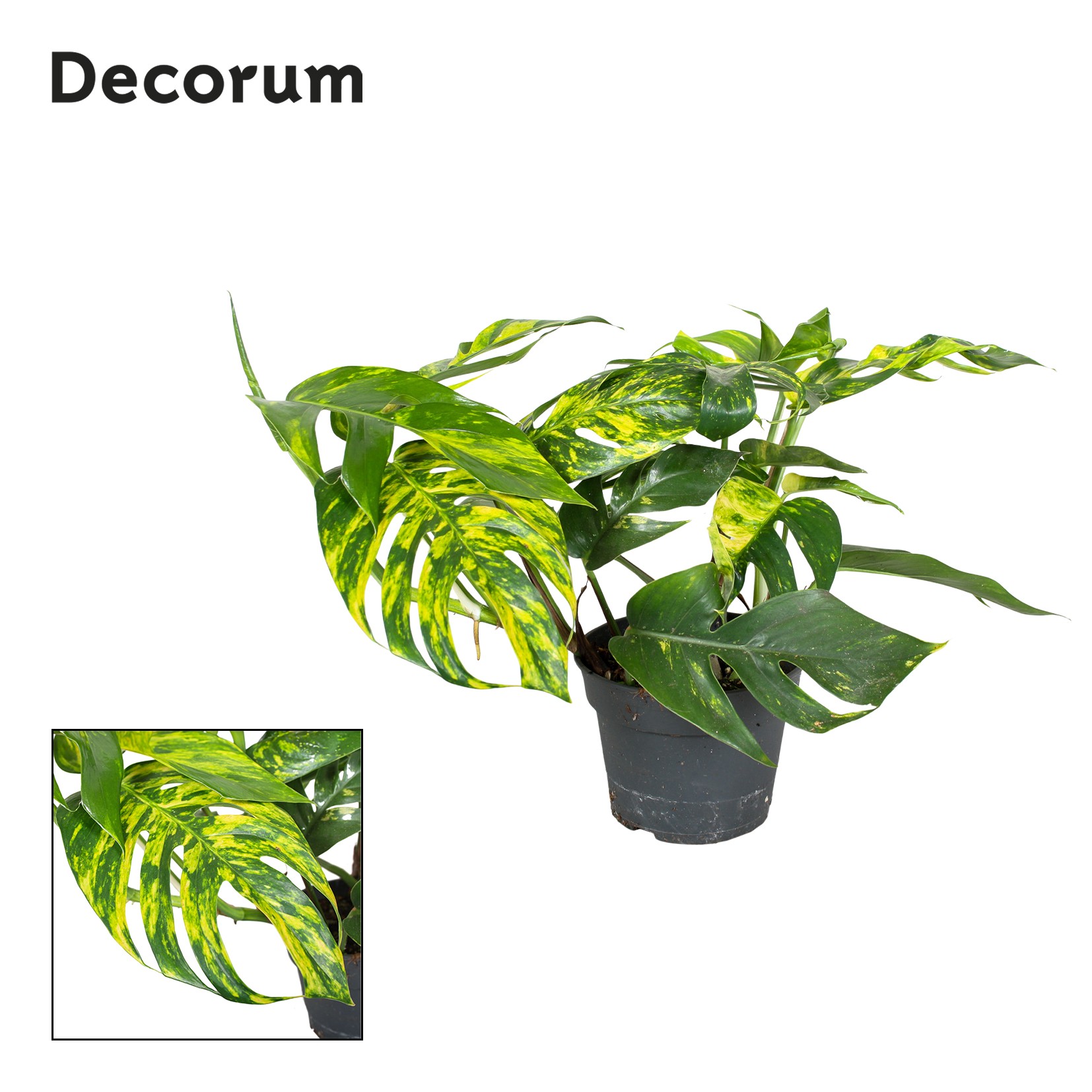 Picture of Epipremnum Pinnatum Cintho Goldfinger Decorum P17 30CM