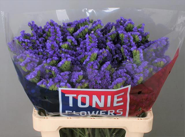 Limonium St Crystal Dark Blue 60cm 48gram
