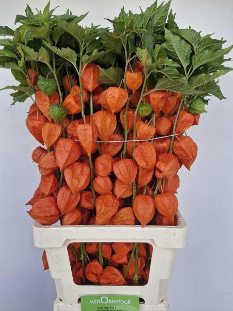 Physalis Lampion Tak