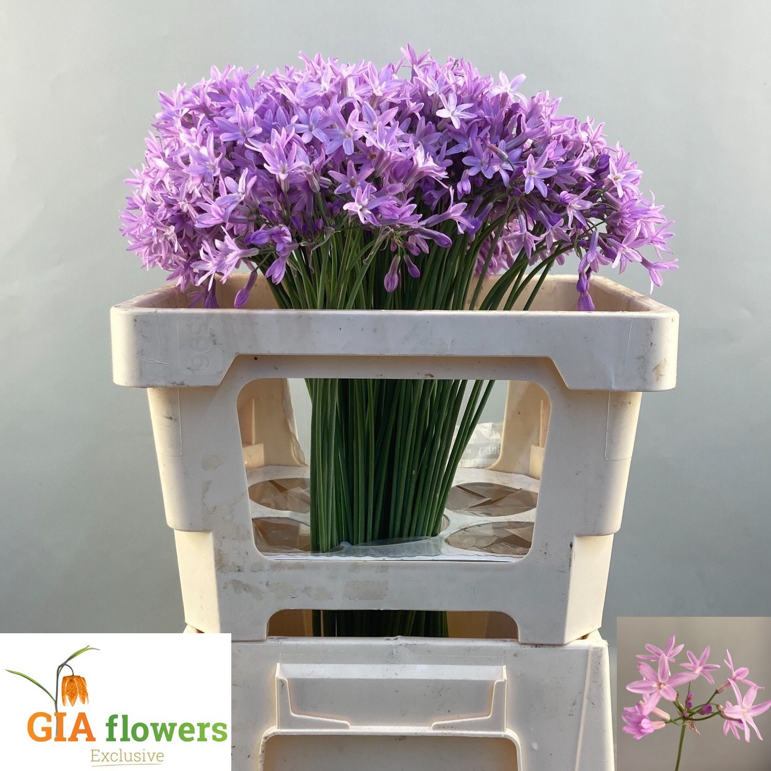 Tulbaghia Violacea 50cm