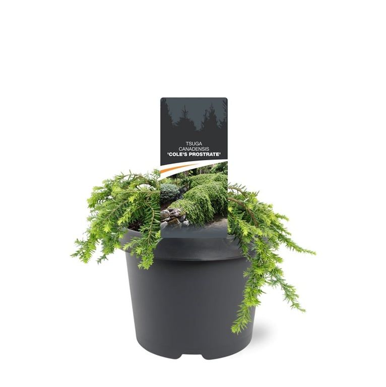 Tsuga canadensis 'Cole's Prostrate'