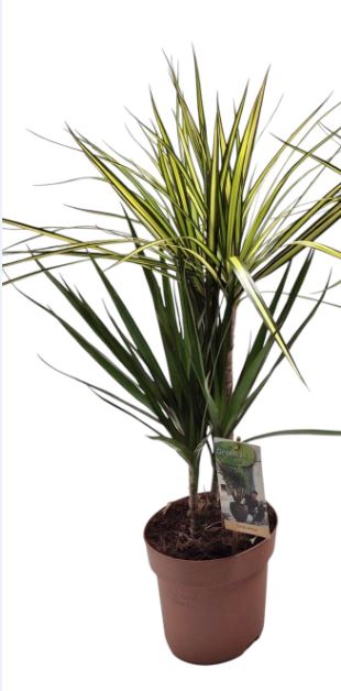 Picture of Dracaena Tutti Frutti 30-15 - mixkar/laag P17 80CM (LOOSE)