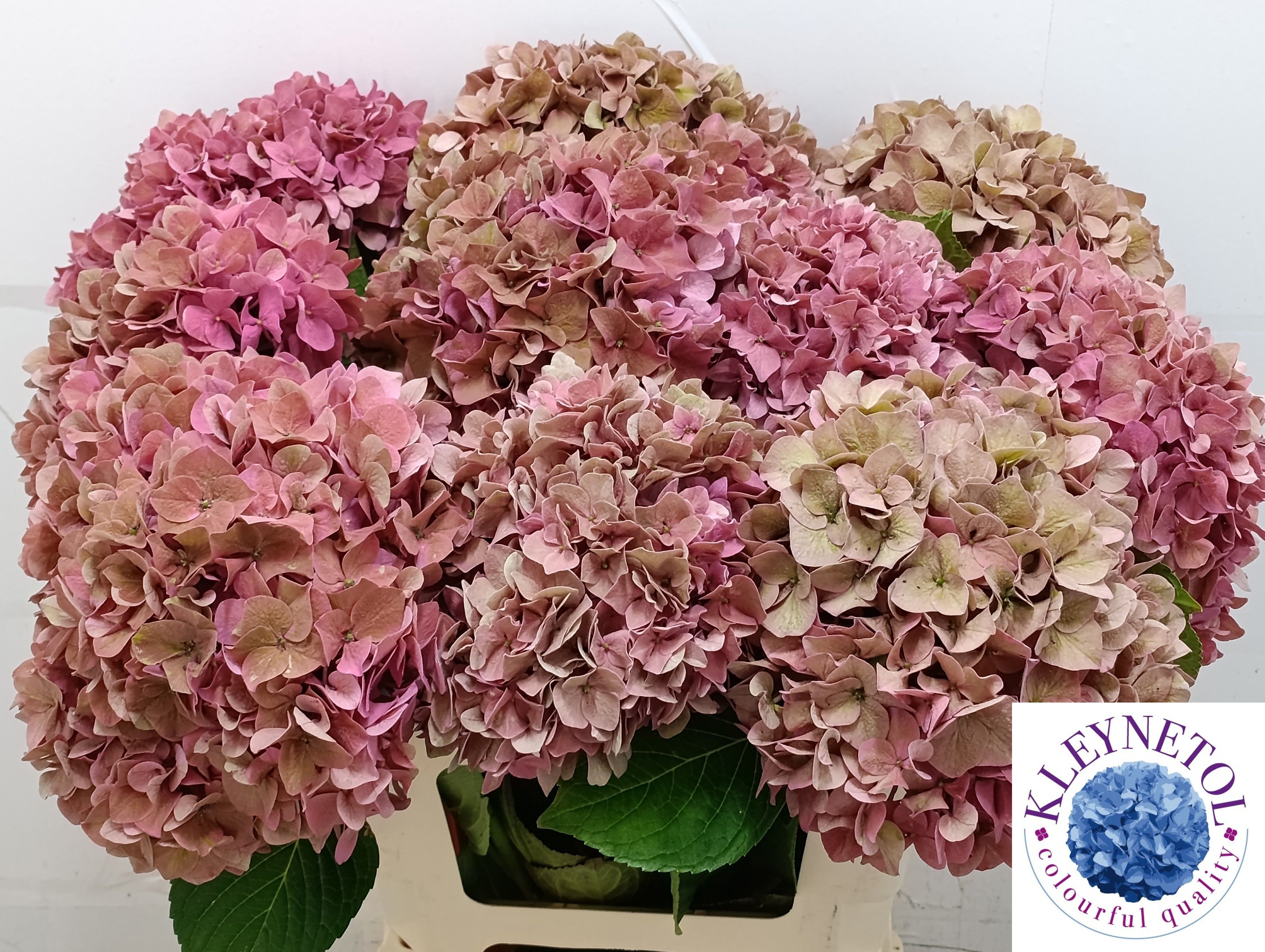 Hydrangea Rodeo Classic Pink 60cm 21Ø