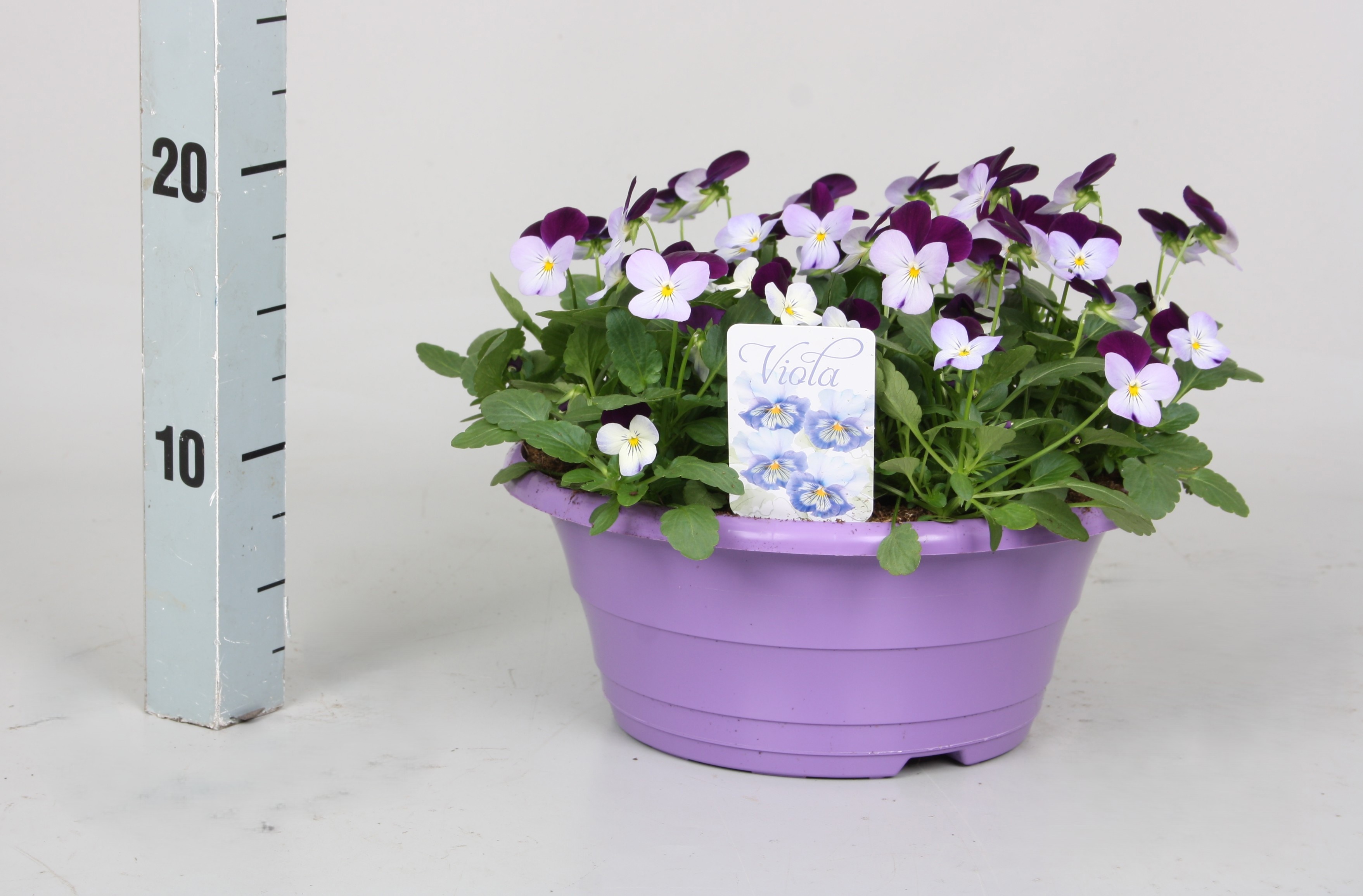 Vio Co D Violet Blue 23P 15H