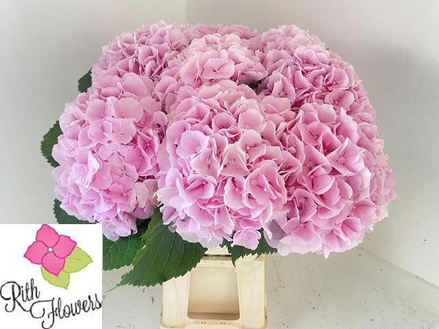 Hydrangea Verena Pink 60cm 20Ø