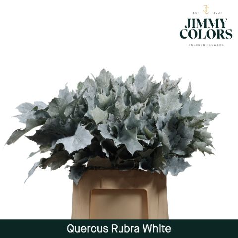 Quercus Rubra L60 White