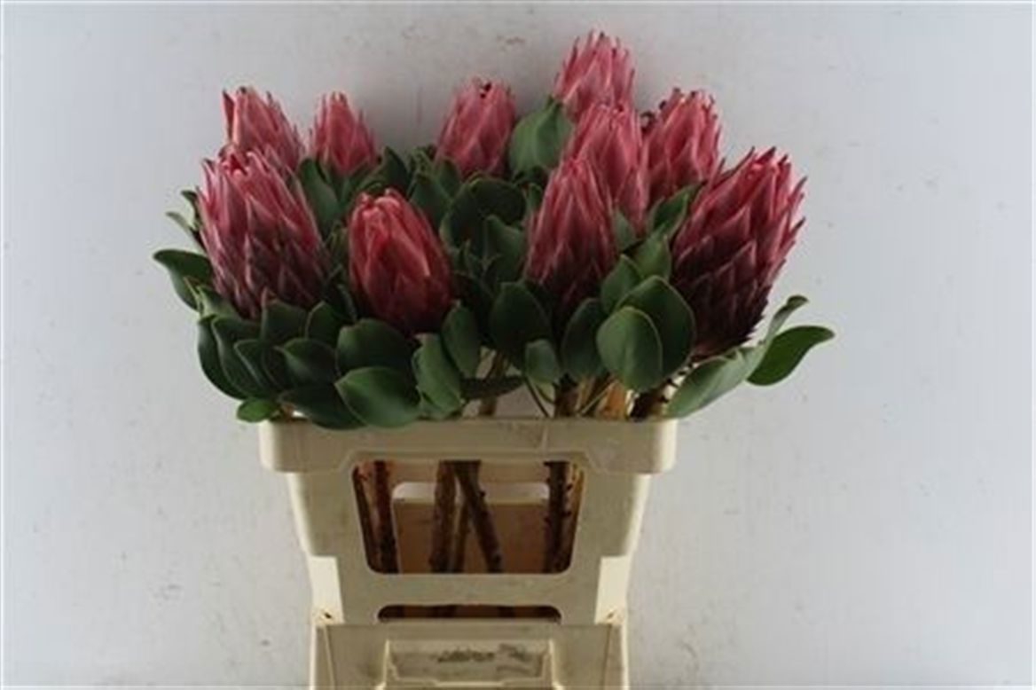 Protea Red Rex 60cm