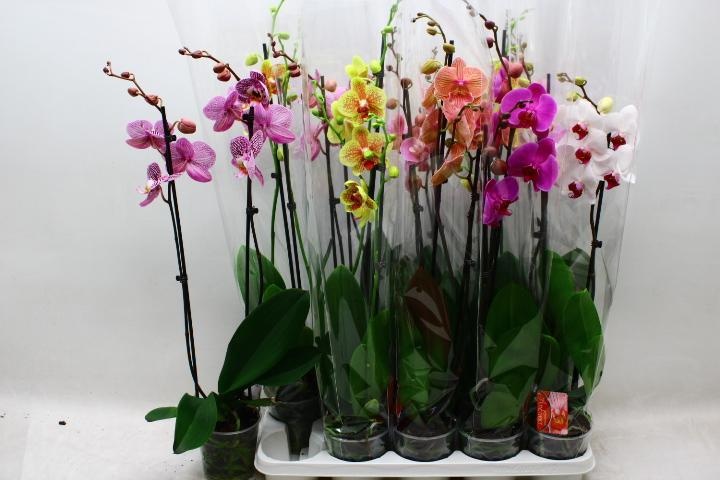 Phal Gem 7 Kl 12Ø 70cm