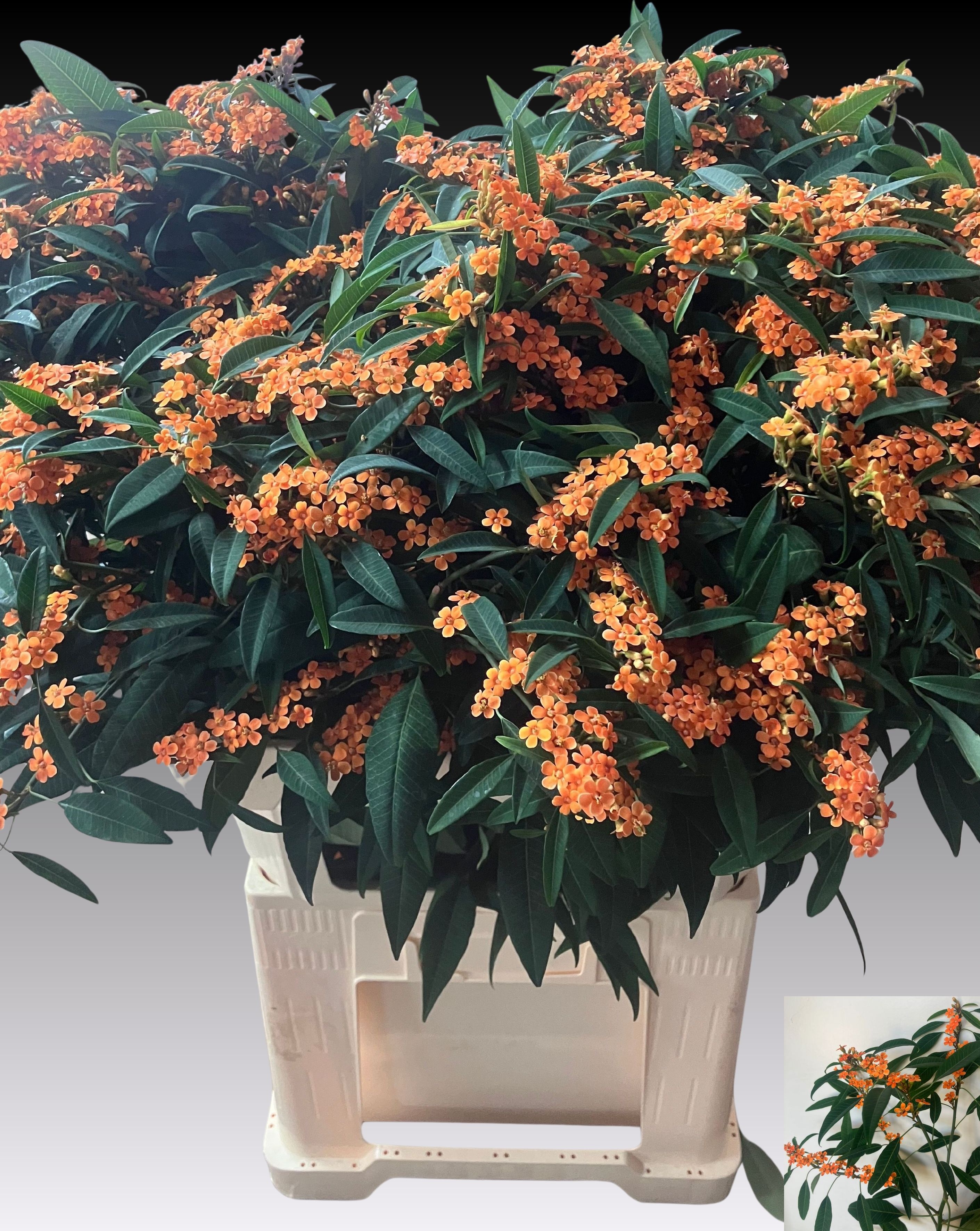 Euphorbia Spray Sunstream 80cm