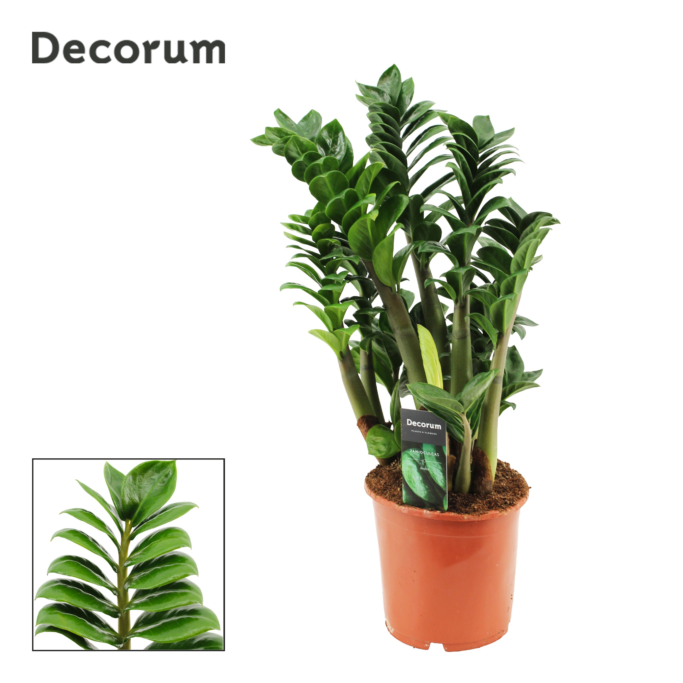 Zamioculcas zamiifolia Zenzi decorum