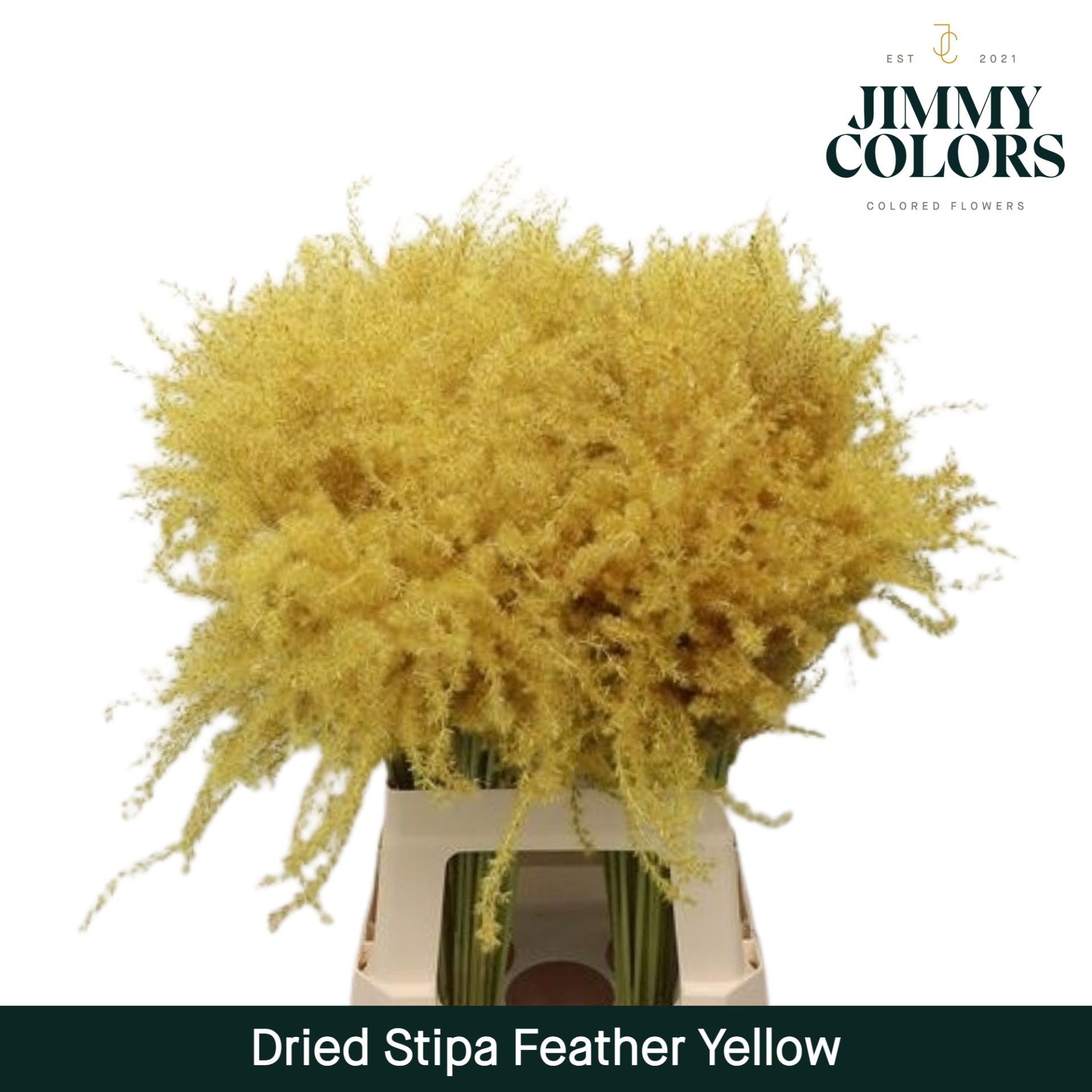 Dried Stipa Feather Yellow