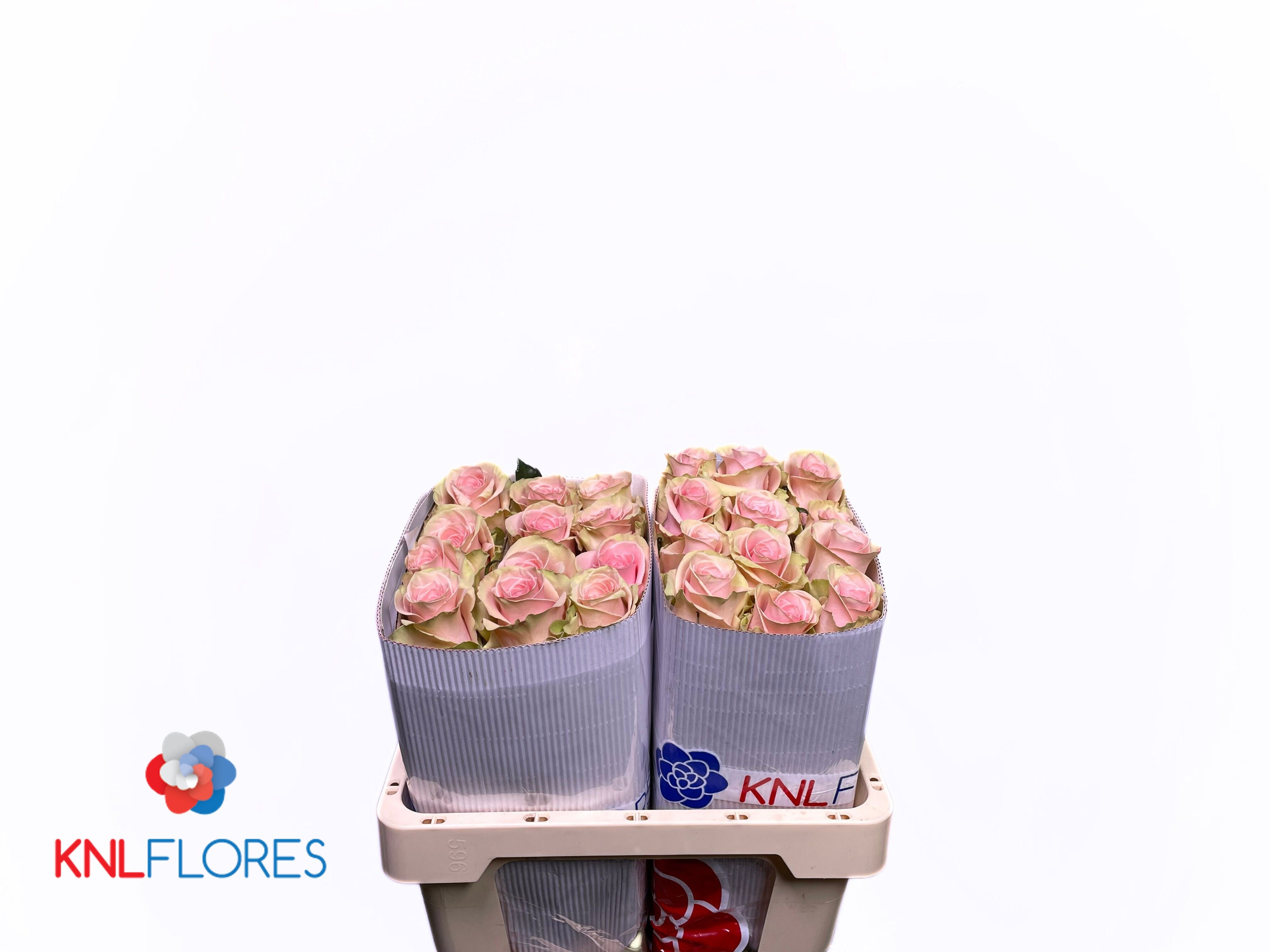 Rosa 60cm