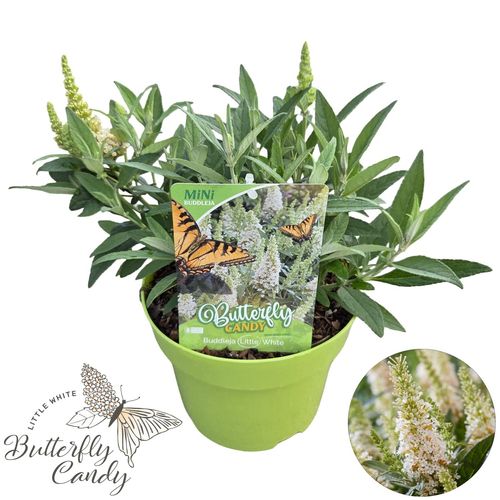 Buddleja d. 'Little White '®p19 Peijl