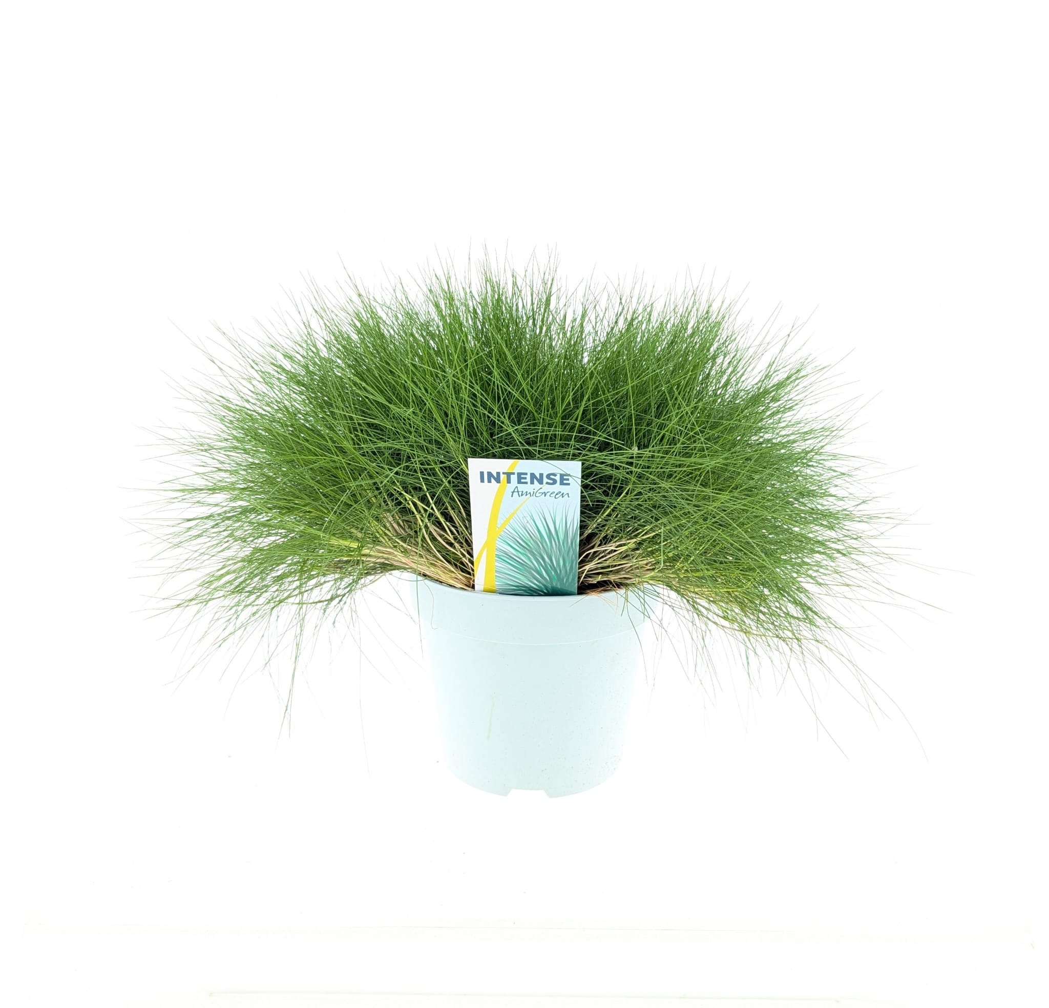 Picture of Festuca gautieri AmiGreen®