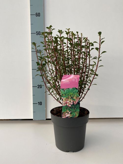 Enkianthus campanulatus P17 Wout.