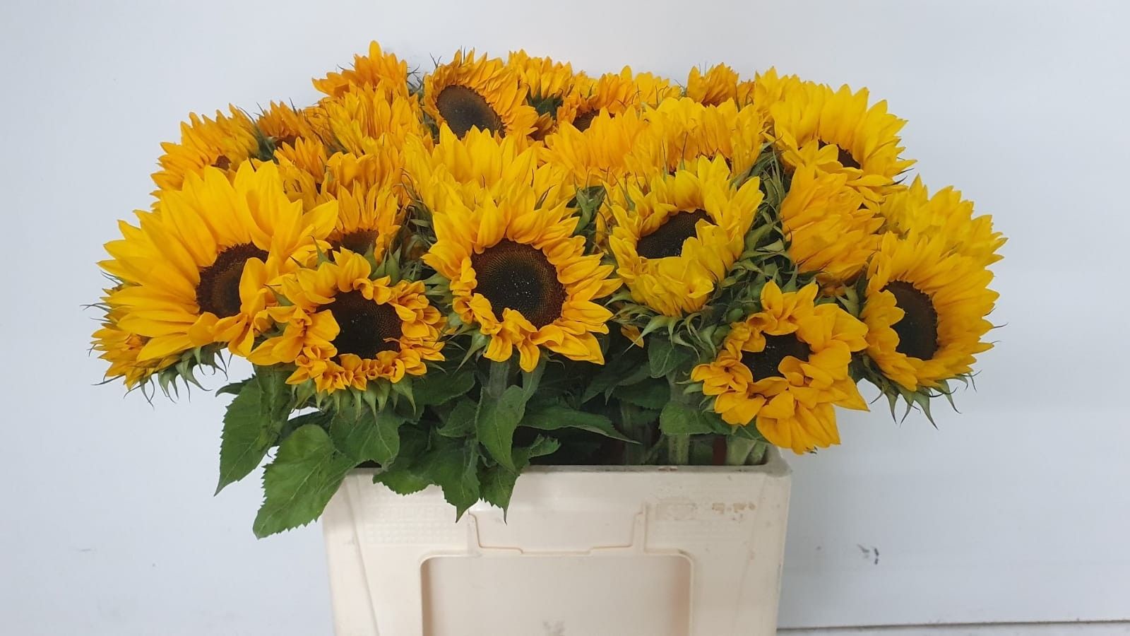 Helianthus Sunrich Or 60cm