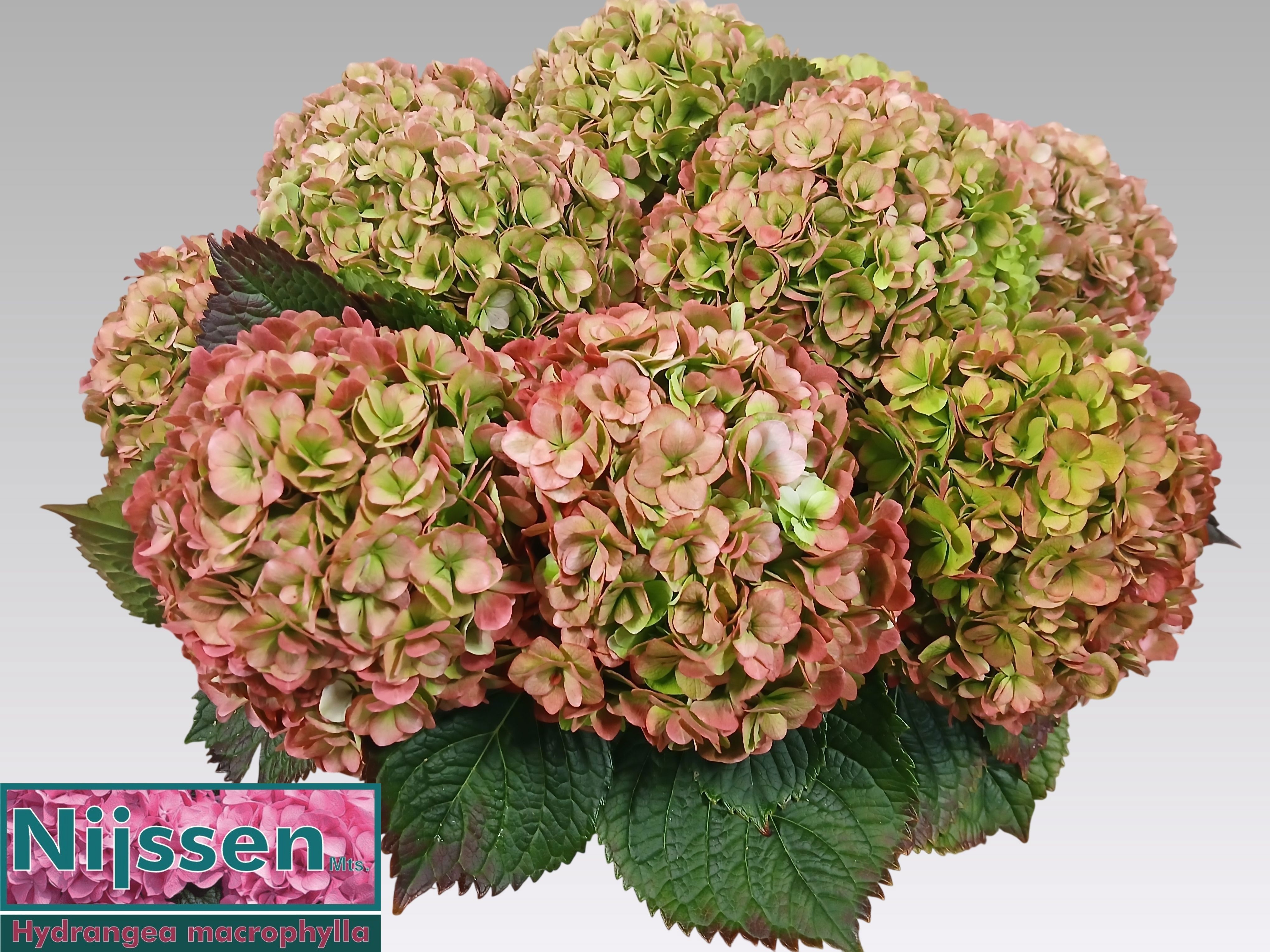 Hydrangea Adora Classic 80cm 22Ø