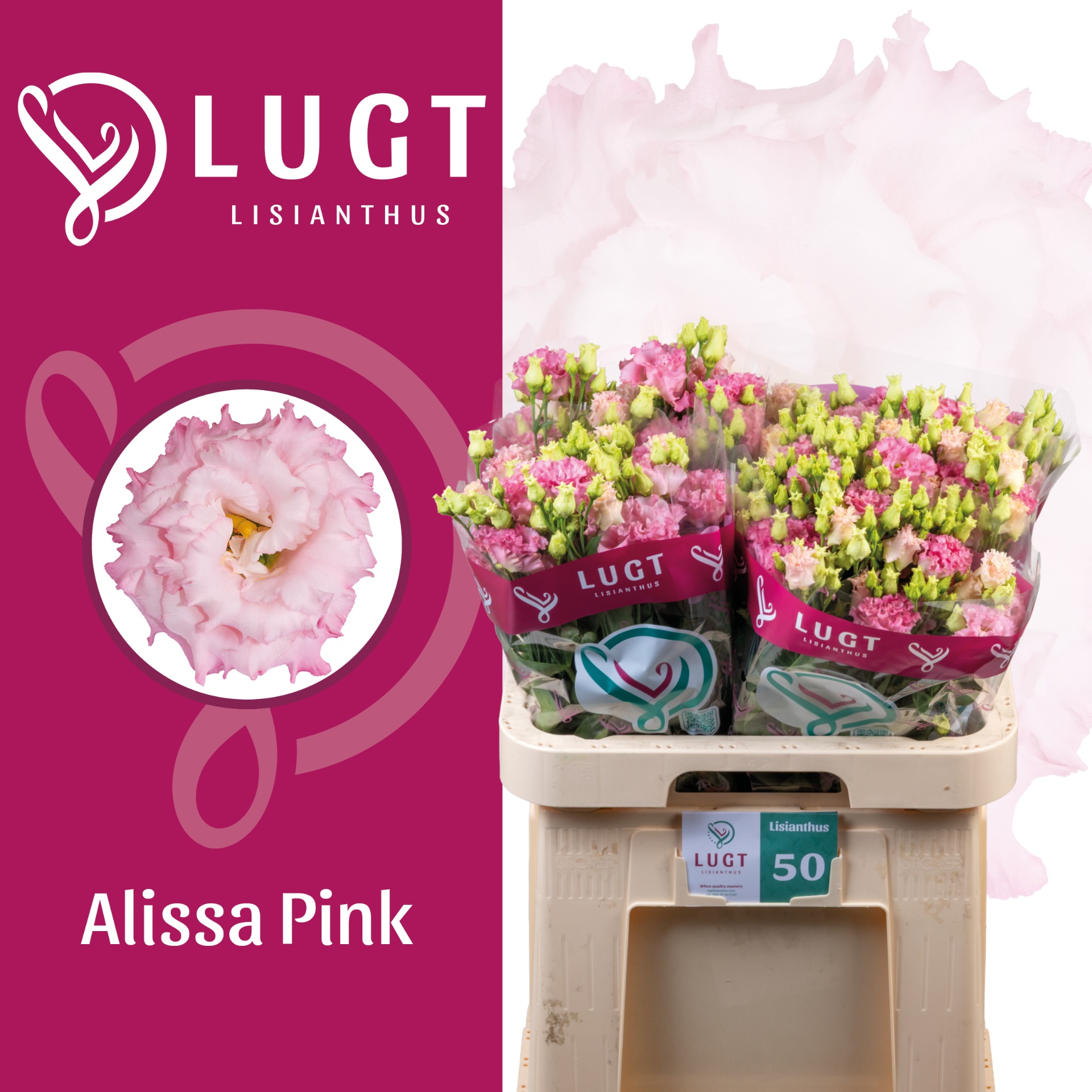Lisianthus Double Alissa Pink 70cm