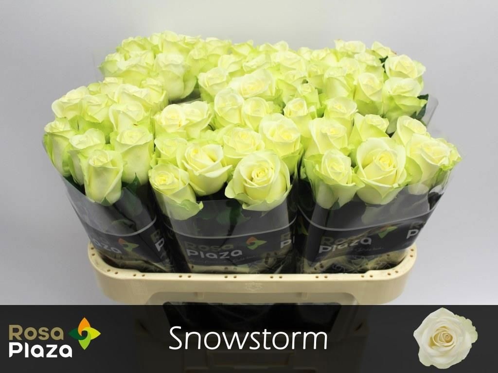 R Gr Snowstorm+