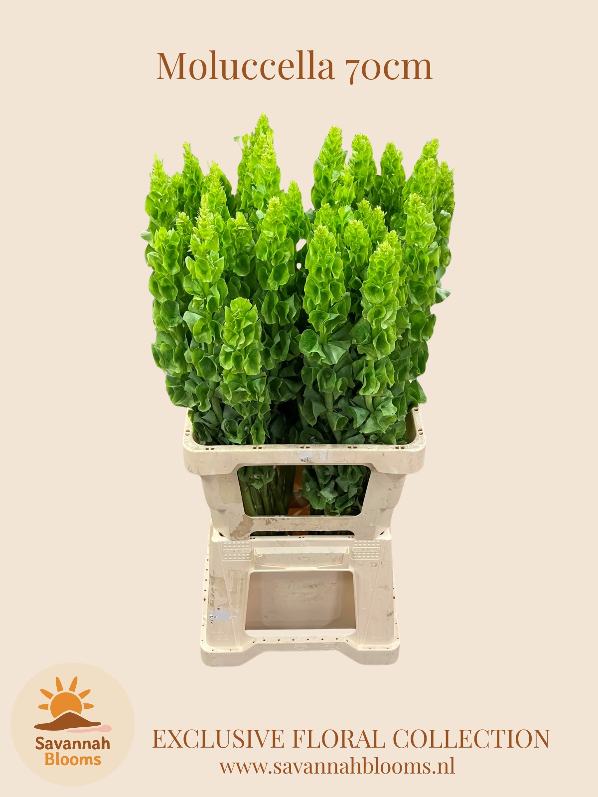 Molucella Esulema 70cm