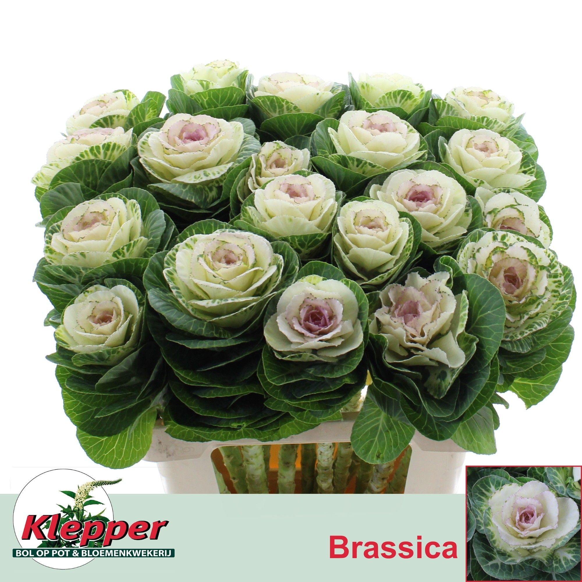 Brassica White Crane 60cm