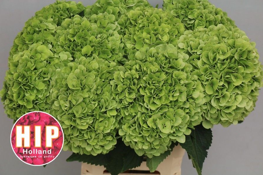 Hydrangea Cannonball Classic 60cm 22Ø