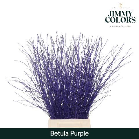 Betula L60 Purple