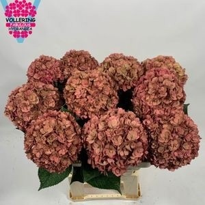 Hydrangea Royal Anastasia Classic 60cm 18Ø