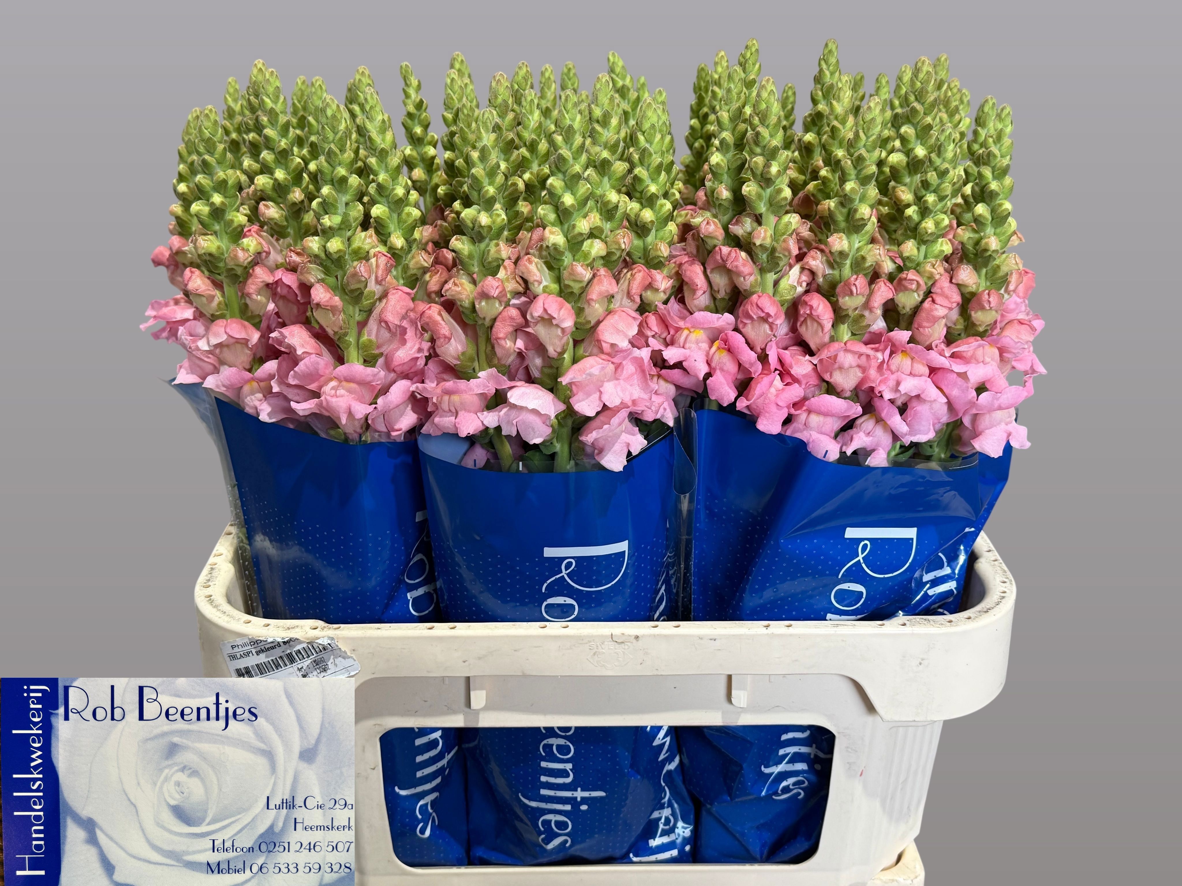Antirrhinum Costa Silver 70cm
