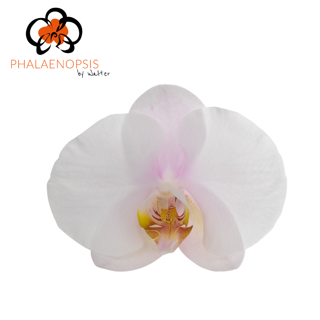 Phal T Alpha