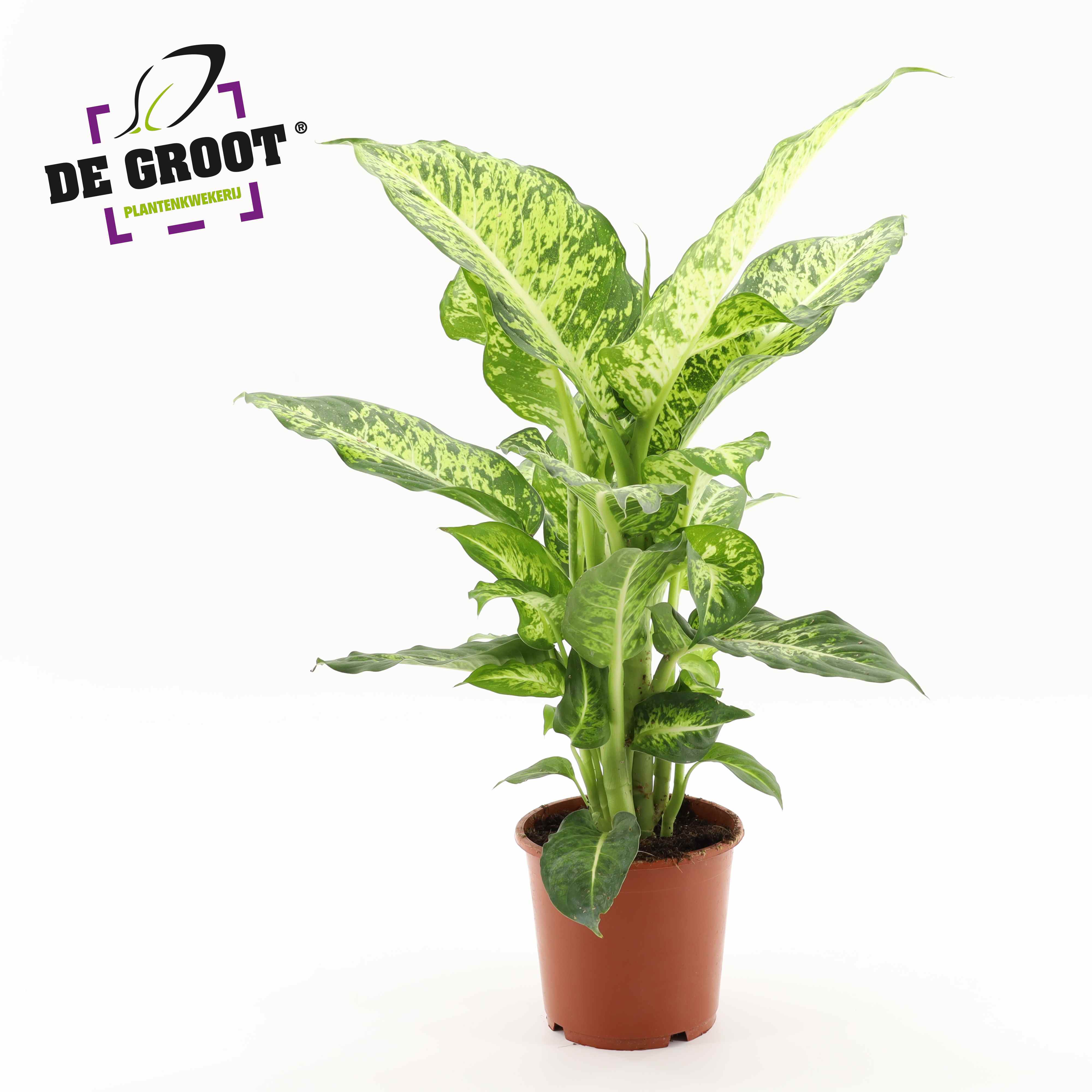 Picture of Dieffenbachia Mars P17 60CM