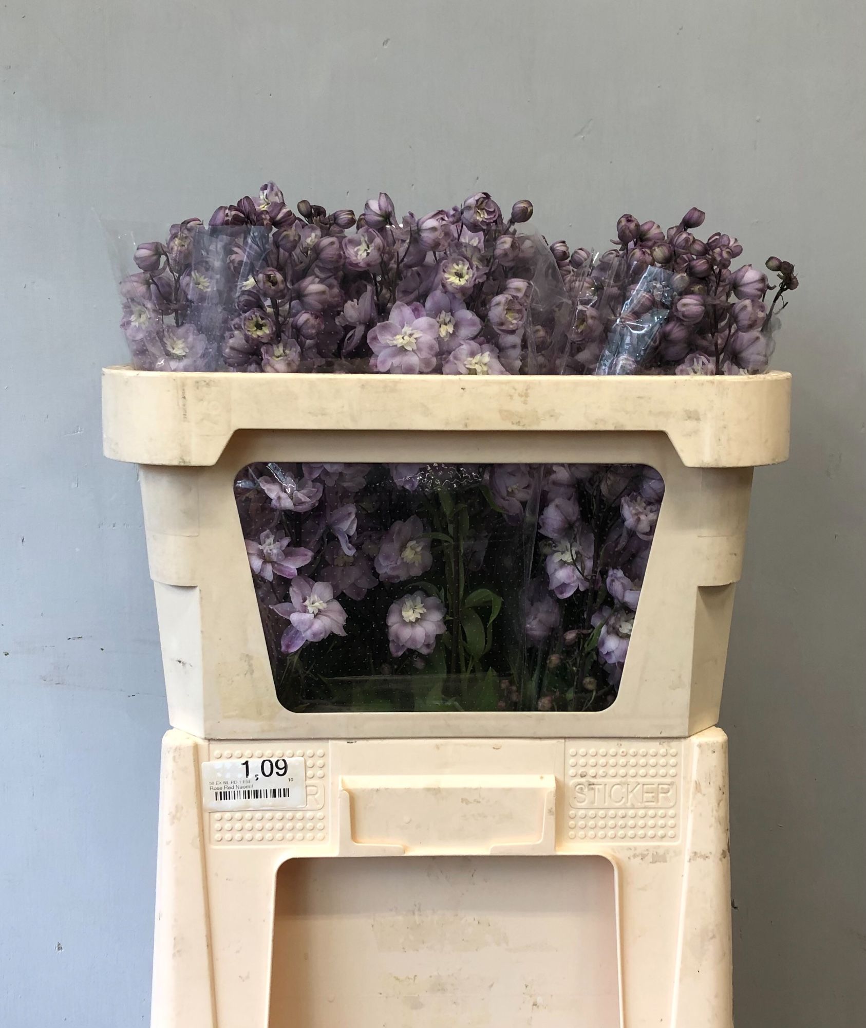 Delphinium Elatum Dewi Flaming 70cm