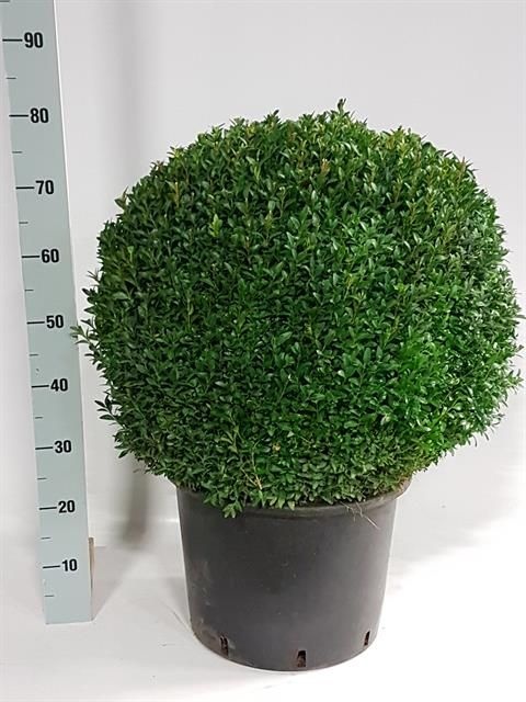 Buxu Sempervirens 35P 60H 45Ø Cm