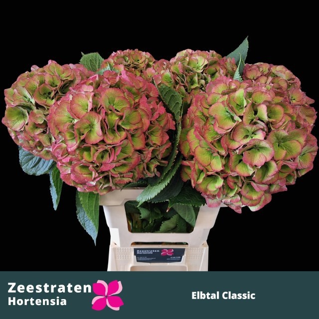 Hydrangea Elbtal Classic Pink 80cm 23Ø