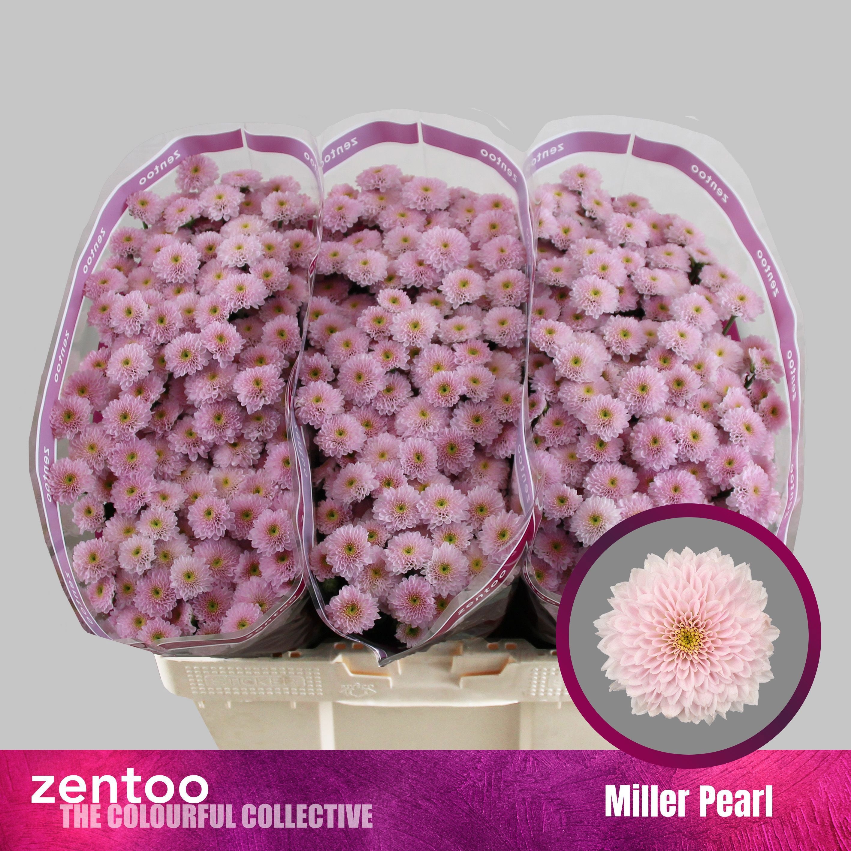 Chrys Santini Miller Pearl 55cm 120Ø