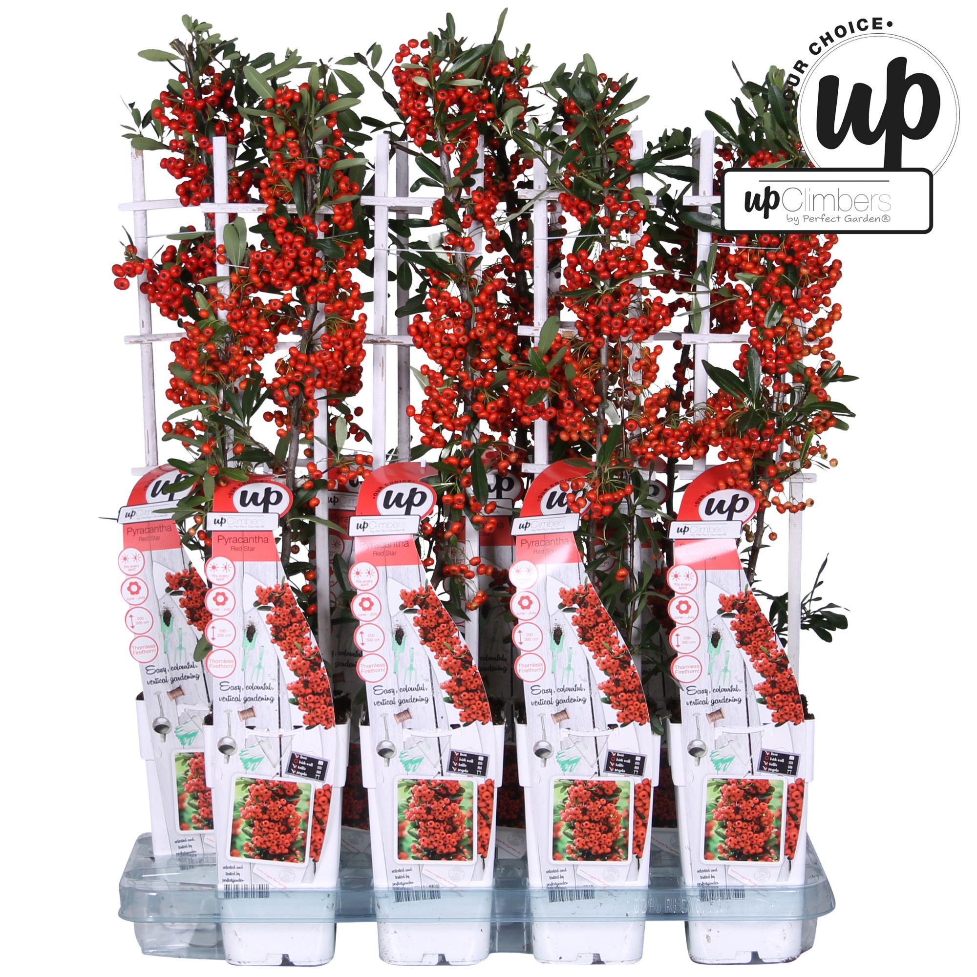 Picture of Pyracantha coccinea 'Red Star' P15