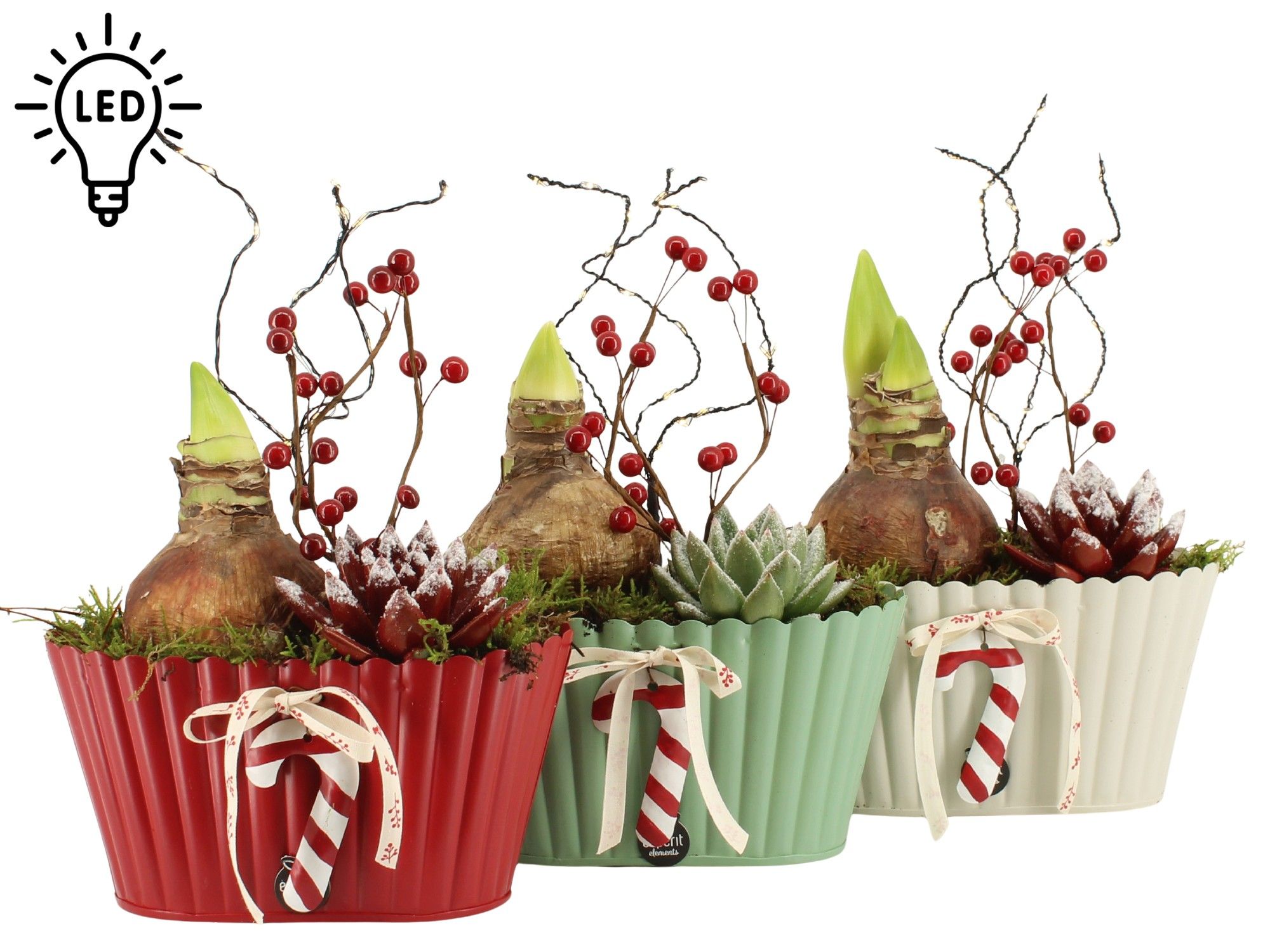 Arr. houseplants H% 61830 | Gardenline