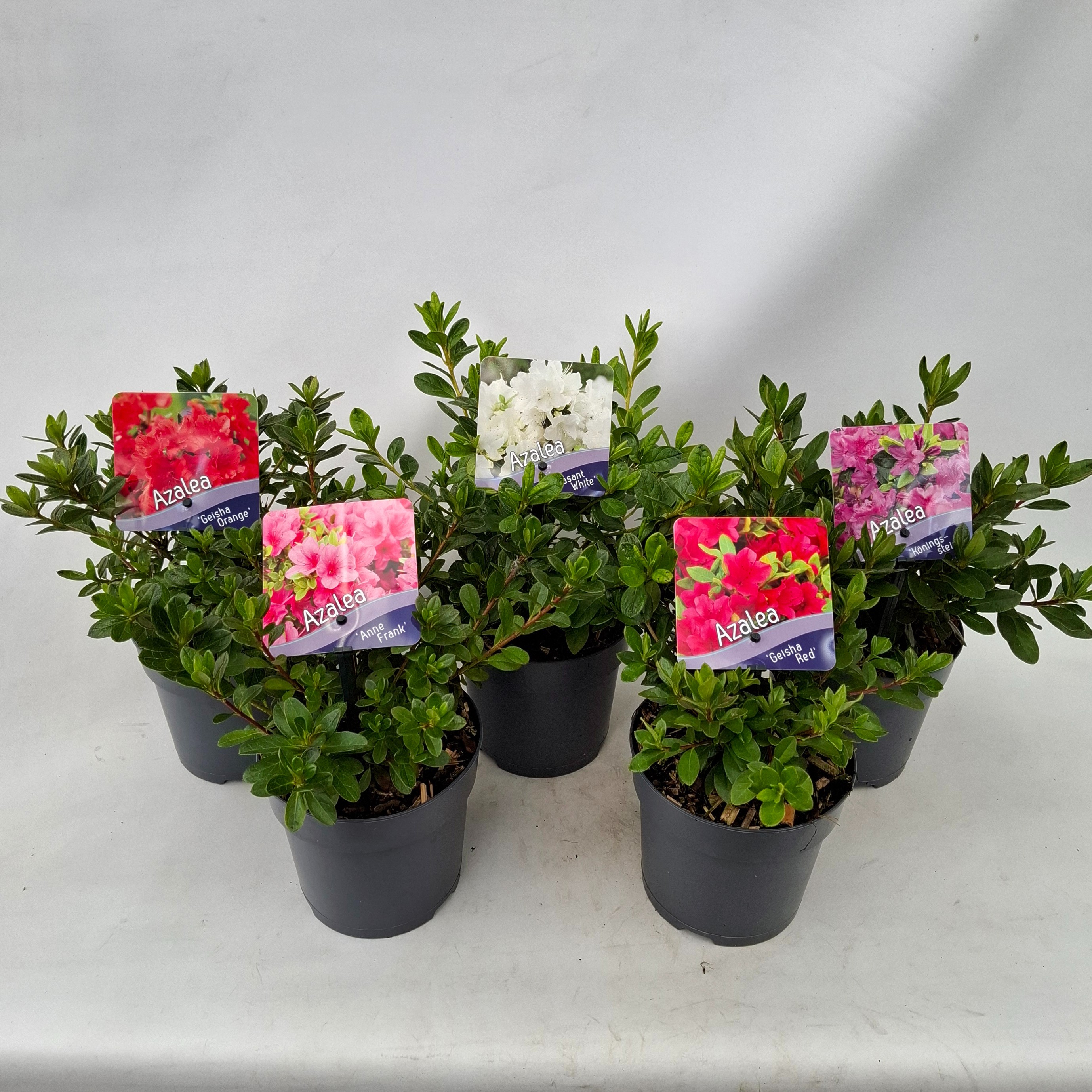 Picture of Rhododendron (AJ) Mix